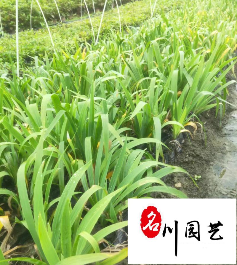 德国鸢尾地苗杯苗批发花色较多成都基地现货量大价优