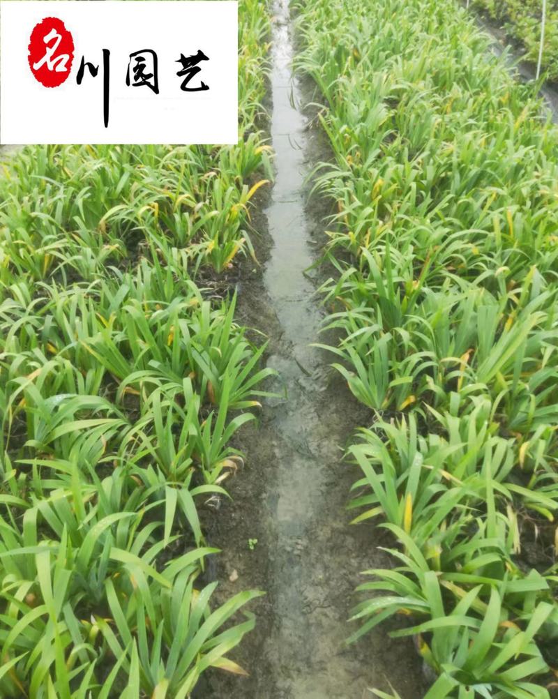 德国鸢尾地苗杯苗批发花色较多成都基地现货量大价优