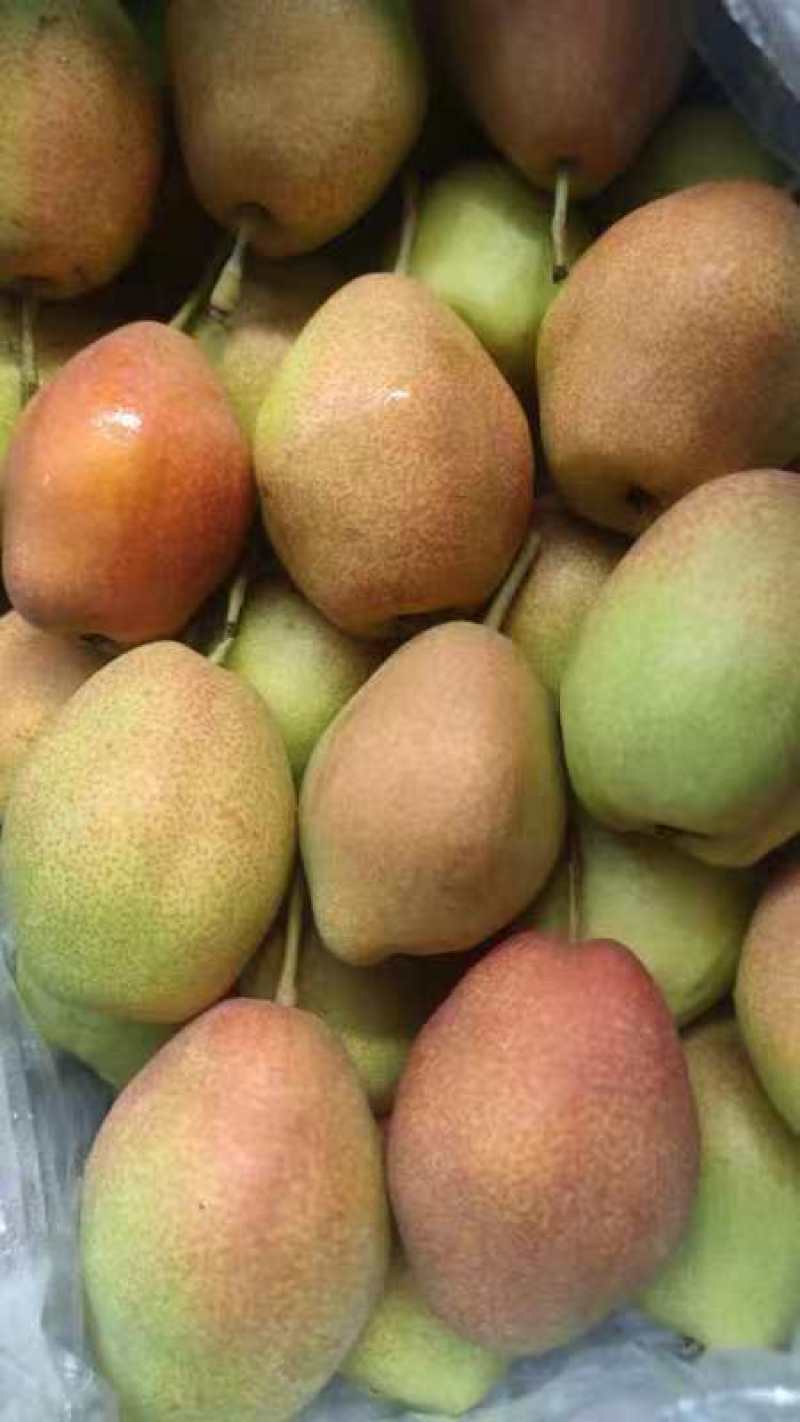 山西运城红香酥梨种植基地直发货量充足量大优惠视频看货