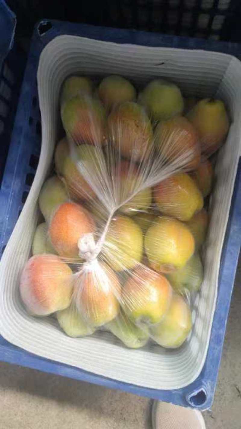 山西运城红香酥梨种植基地直发货量充足量大优惠视频看货