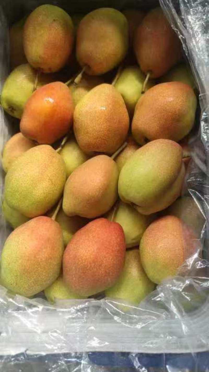 山西运城红香酥梨种植基地直发货量充足量大优惠视频看货