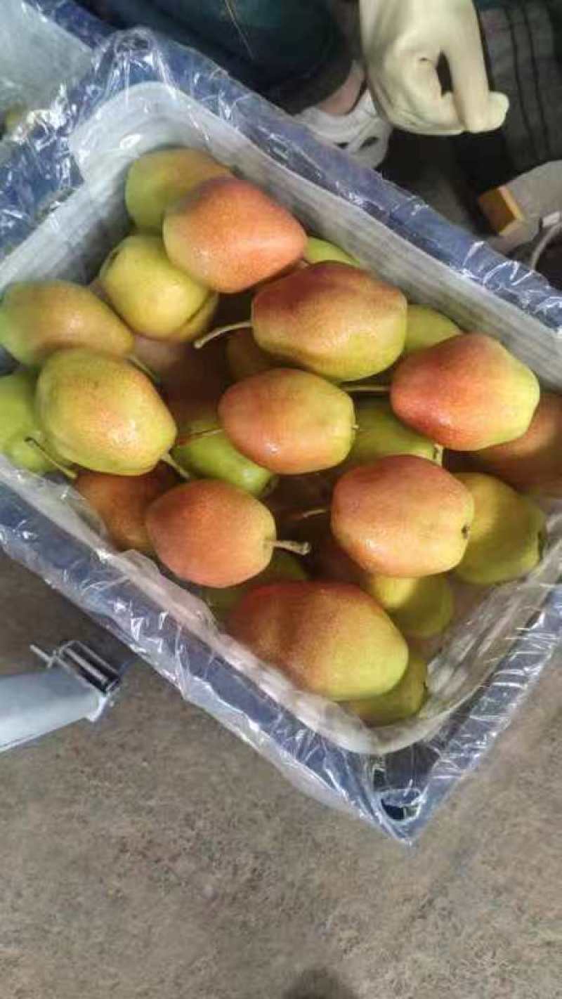 山西运城红香酥梨种植基地直发货量充足量大优惠视频看货