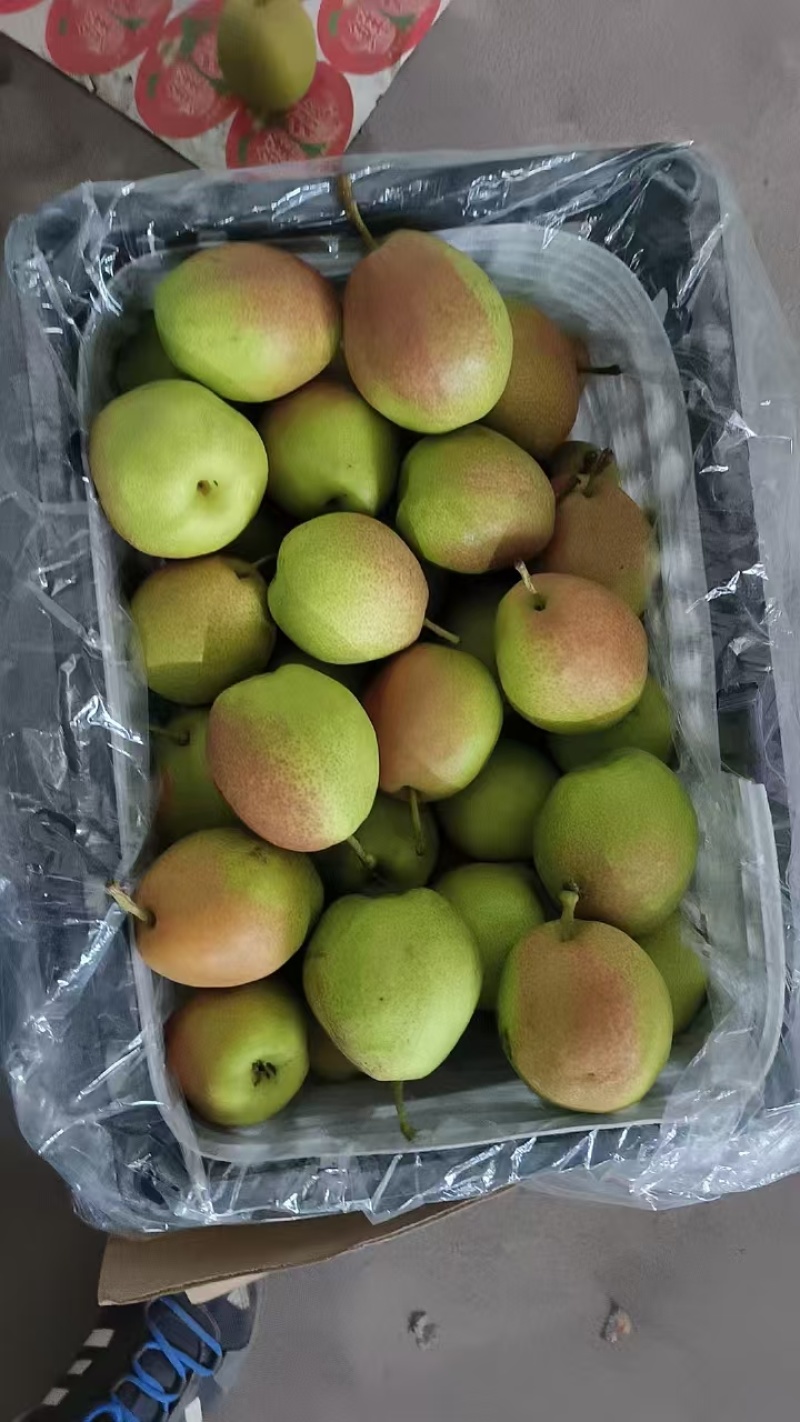 山西运城红香酥梨种植基地直发货量充足量大优惠视频看货