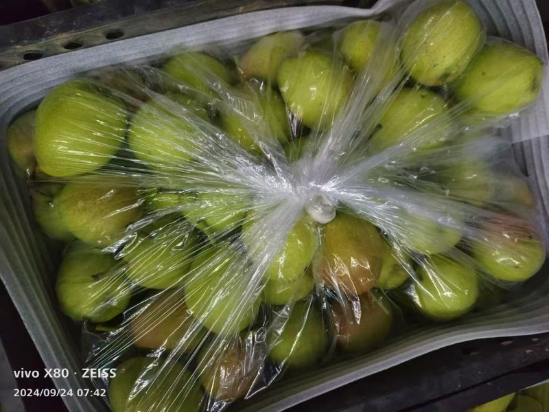 山西运城红香酥梨种植基地直发货量充足量大优惠视频看货