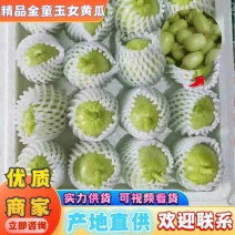 山东黄瓜精品山东金童玉女黄瓜大量有货供应全国欢迎咨询