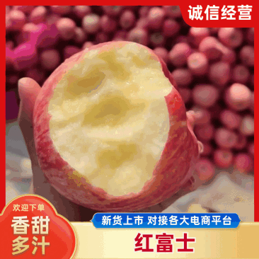 【品质优选】山东苹果-红富士苹果-大量供应-可对接商超