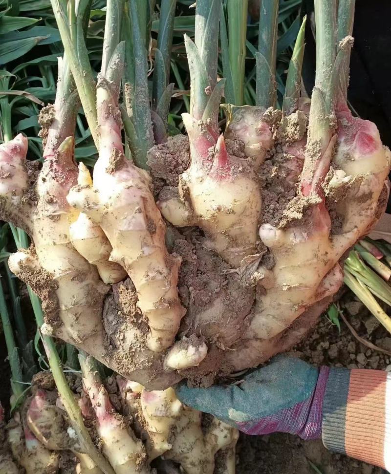 【诚信推荐】山东鲜姜大黄姜-足斤足量-大量供应-可对接商超