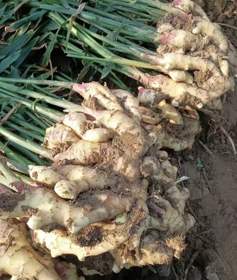【诚信推荐】山东鲜姜大黄姜-足斤足量-大量供应-可对接商超