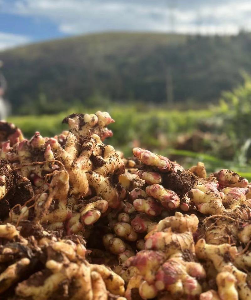 【诚信推荐】山东鲜姜大黄姜-足斤足量-大量供应-可对接商超