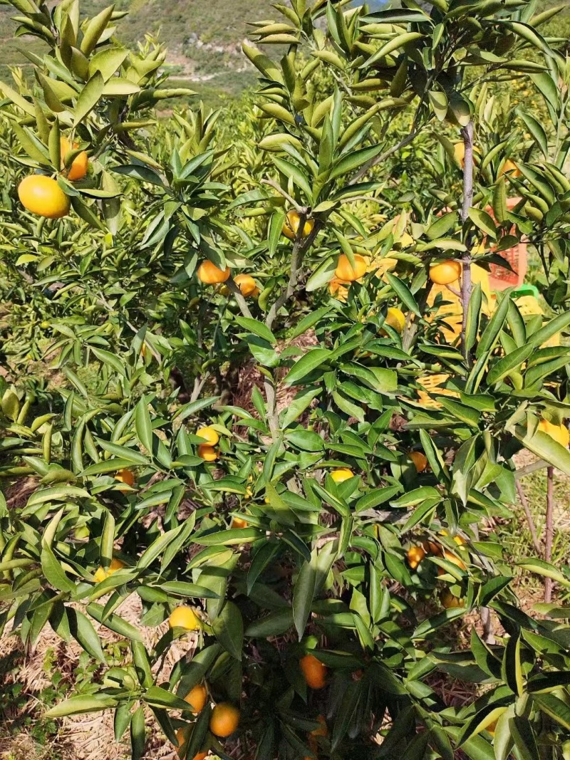【推荐】陕西精品大量高山蜜橘上市产地直发价优欢迎