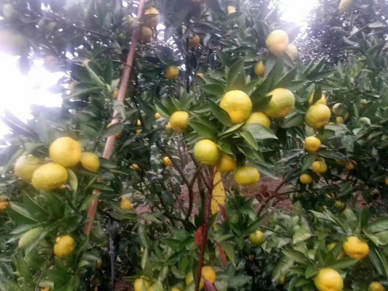 【推荐】陕西精品大量高山蜜橘上市产地直发价优欢迎