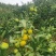 【推荐】陕西精品大量高山蜜橘上市产地直发价优欢迎