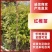 广西红椎苗大量出货保存活视频看货欢迎采购联系