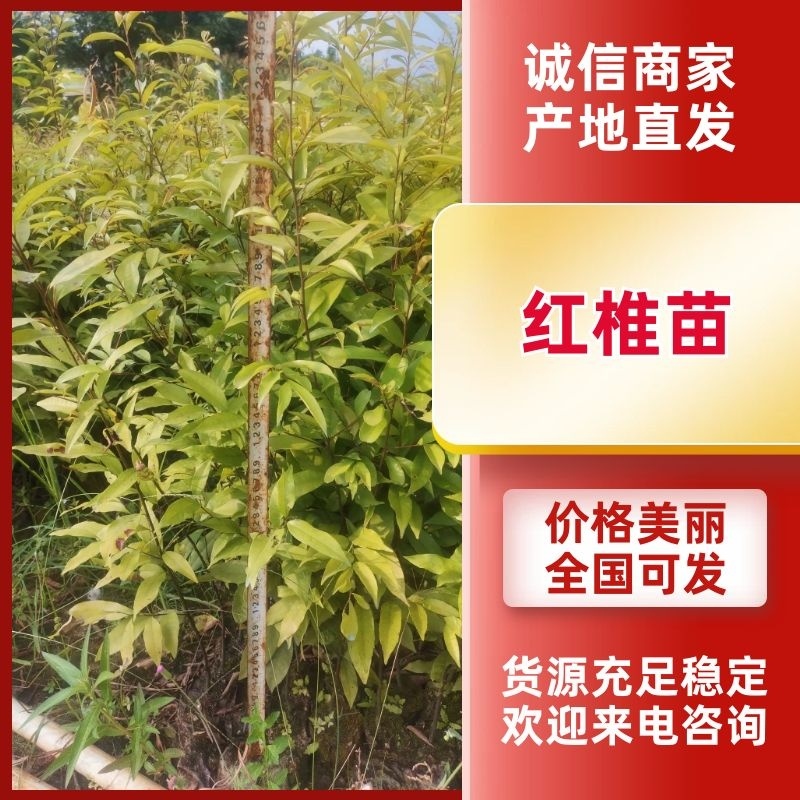 广西红椎苗大量出货保存活视频看货欢迎采购联系