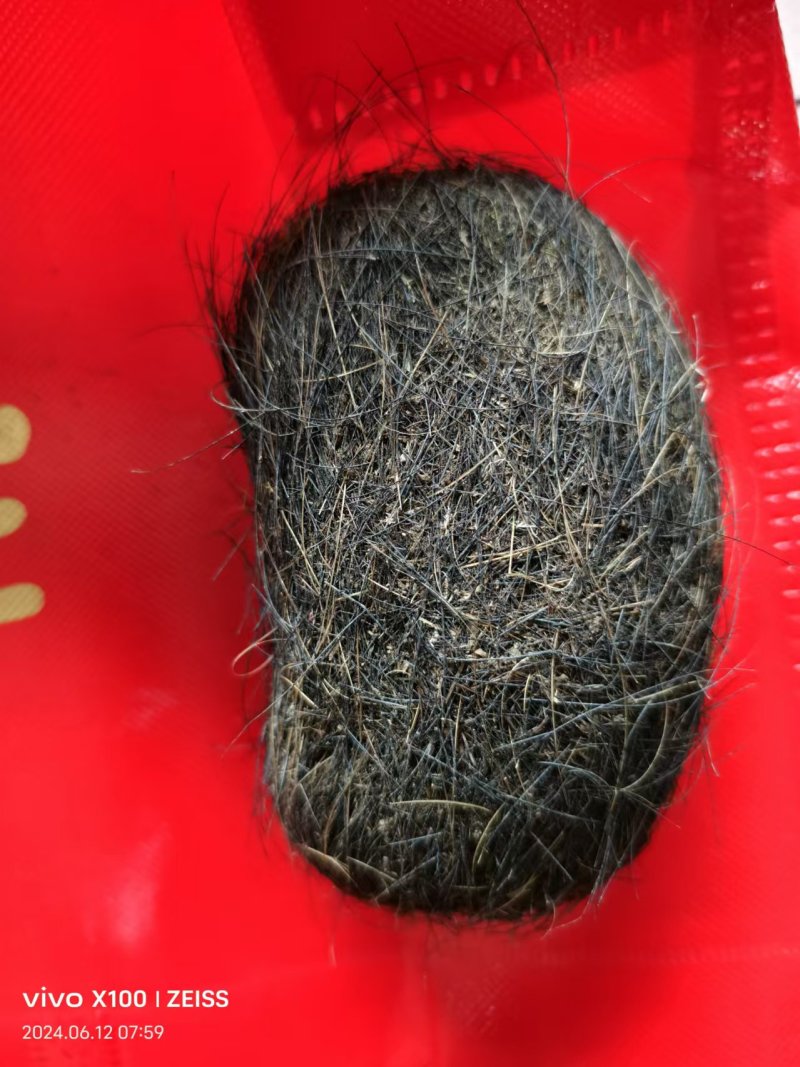 猪宝