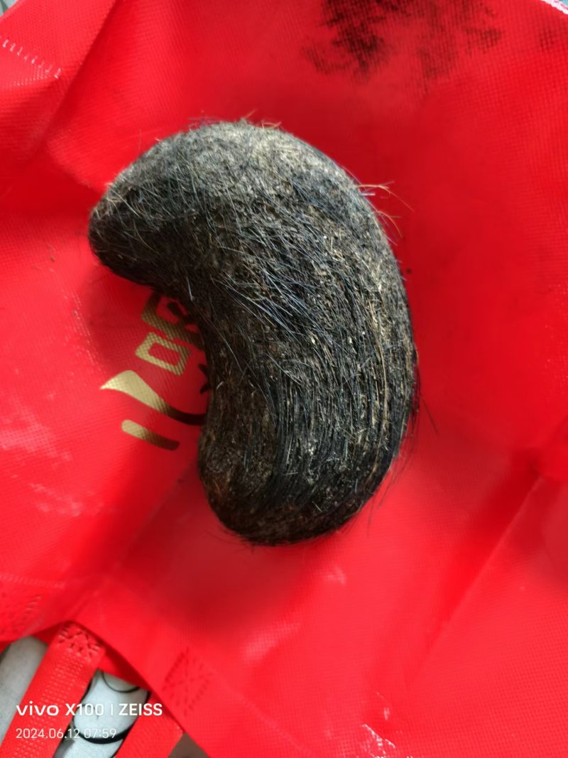 猪宝
