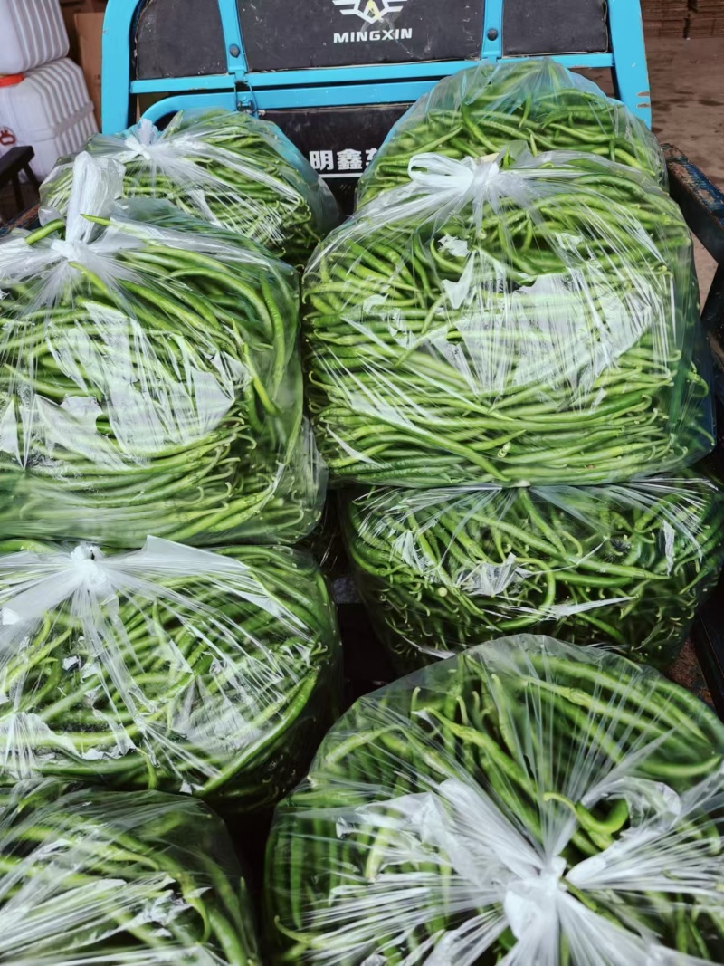 301泡椒苏椒5号电商货龙椒线椒大量供应中一手货源