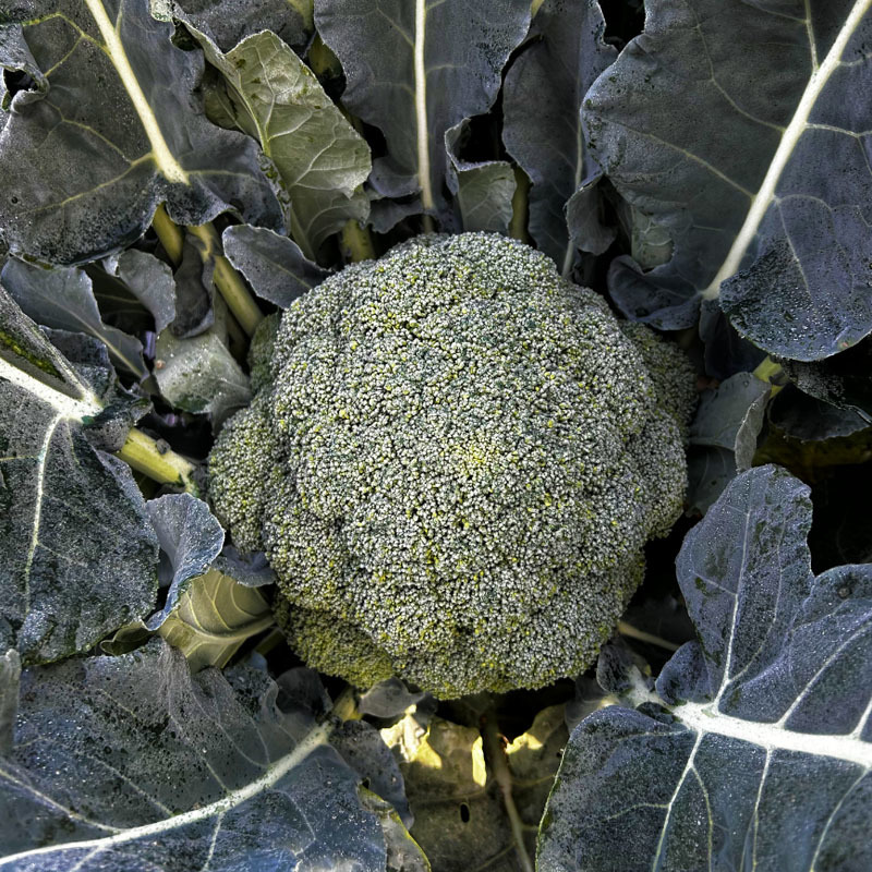神良1号西蓝花种子早熟65天耐低温不发紫花蕾细花菜