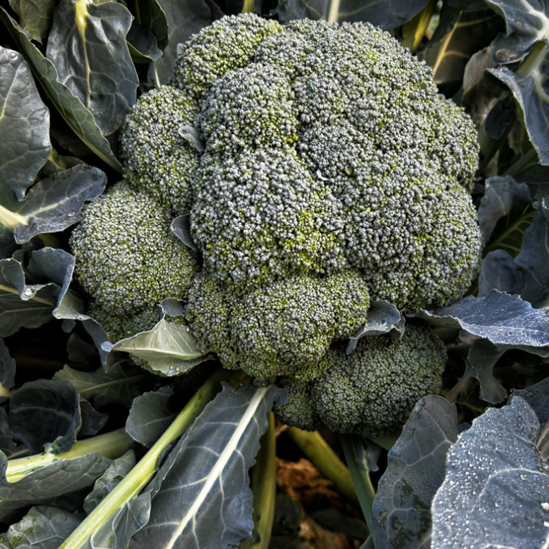 神良1号西蓝花种子早熟65天耐低温不发紫花蕾细花菜