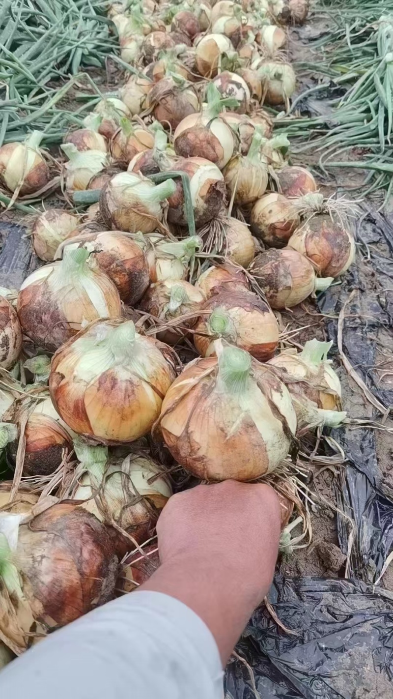 洋葱红皮洋葱黄皮洋葱品种齐全量大价优欢迎选购