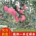 绥中寒富苹果脆甜多汁产地直发代收代办