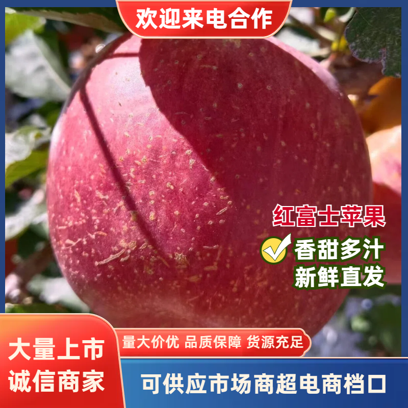 红富士苹果产地一手货源高糖心品质保障实力代办欢迎来电