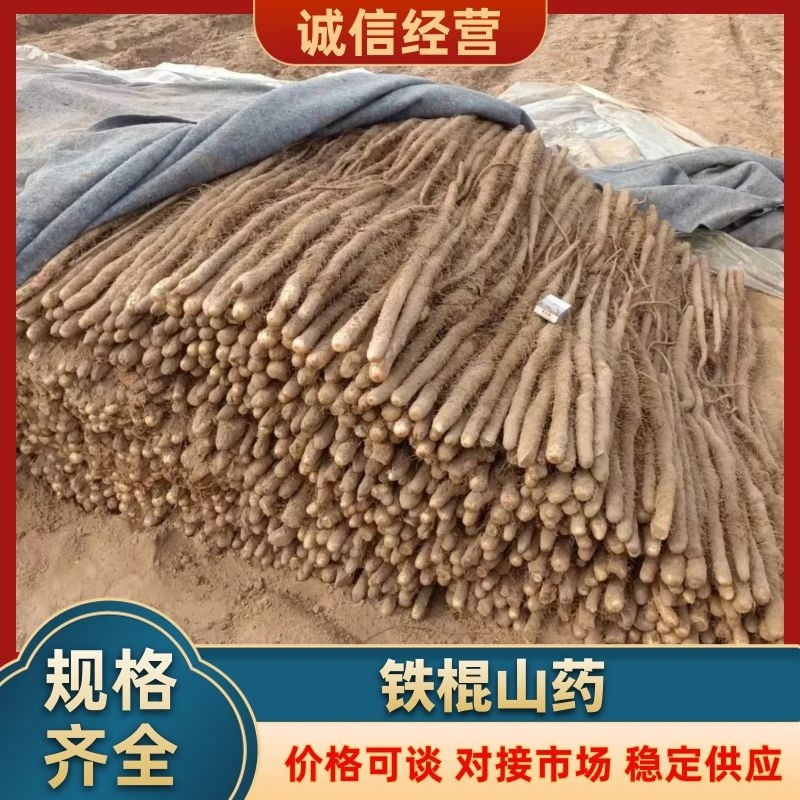 铁棍山药基地供应量大质优价格优惠一手货源欢迎采购