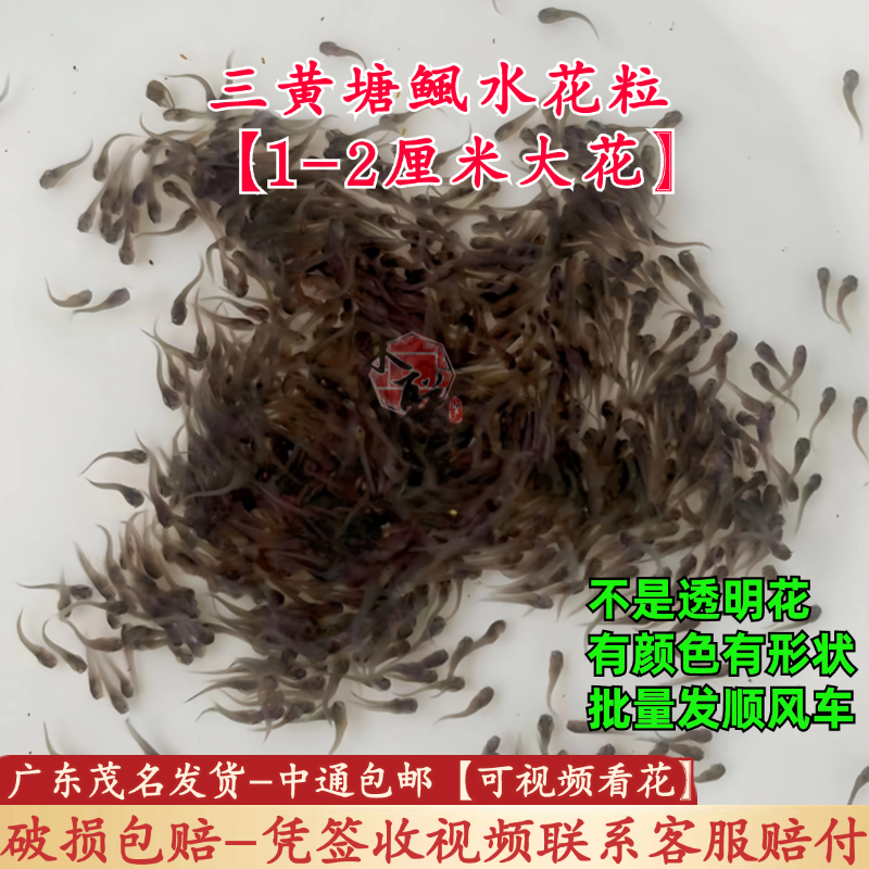 塘鲺水花苗皇妃三代塘鲺水花苗三黄塘鲺水花苗