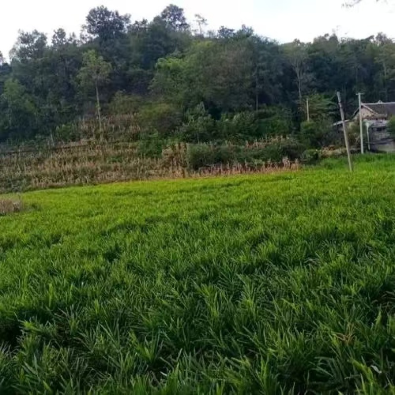 【精品】小黄姜生姜产地直发保质保量全国发货