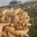 【诚信推荐】山东鲜姜大黄姜-足斤足量-大量供应-可对接商超