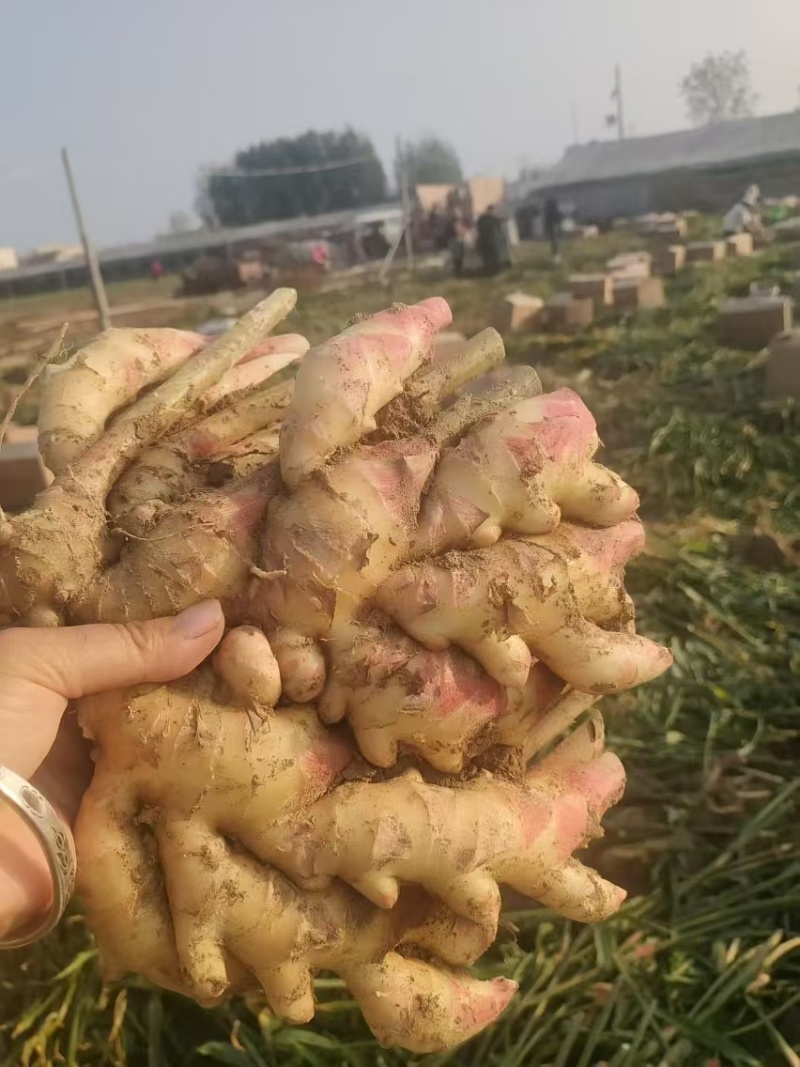 【诚信推荐】山东鲜姜大黄姜-足斤足量-大量供应-可对接商超