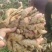 【诚信推荐】山东鲜姜大黄姜-足斤足量-大量供应-可对接商超