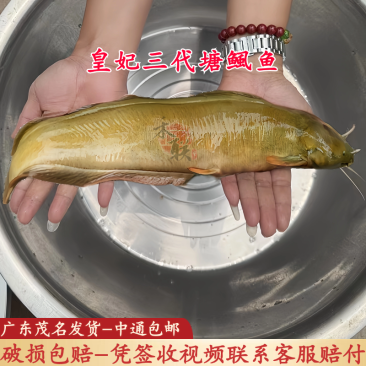 广东本地塘鲺鱼苗皇妃三代塘鲺鱼苗三黄塘鲺鱼苗