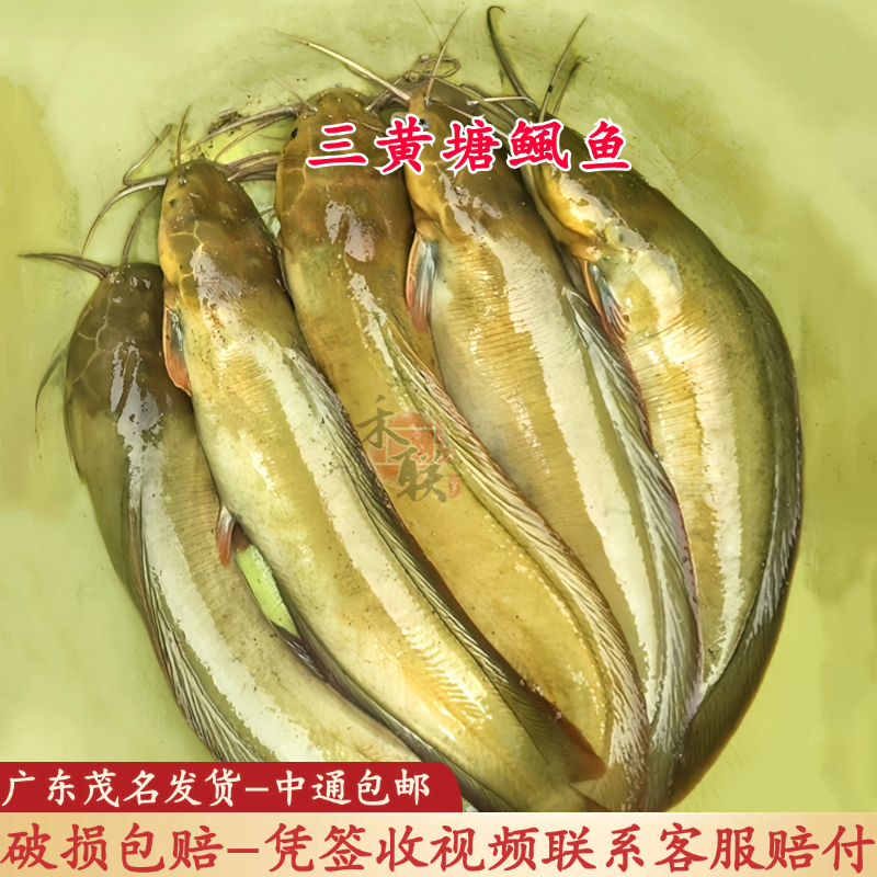 广东本地塘鲺鱼苗皇妃三代塘鲺鱼苗三黄塘鲺鱼苗