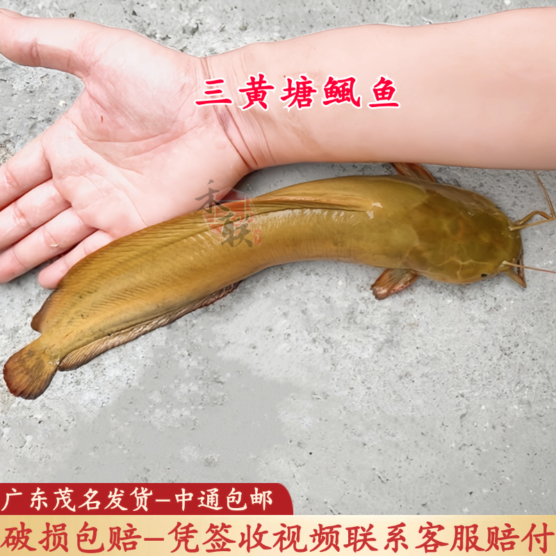 广东本地塘鲺鱼苗皇妃三代塘鲺鱼苗三黄塘鲺鱼苗