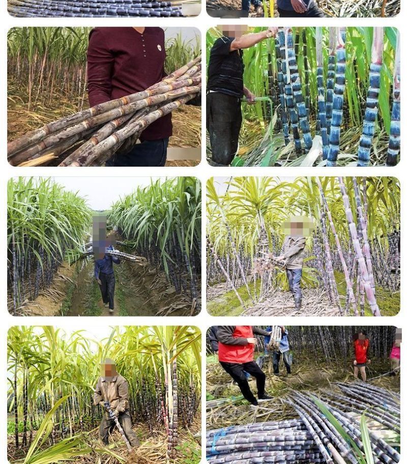 甘蔗专用叶面肥拉长拉直增粗增甜增糖生根壮苗抗倒伏实心膨大