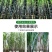 甘蔗专用叶面肥拉长拉直增粗增甜增糖生根壮苗抗倒伏实心膨大