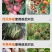 病菌清微生物菌剂杀菌剂真菌细菌病毒早晚疫病霜霉病白粉病