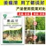 姜瘟净姜瘟专用姜瘟清生姜大姜干尖黄叶烂脖子茎基腐菌助