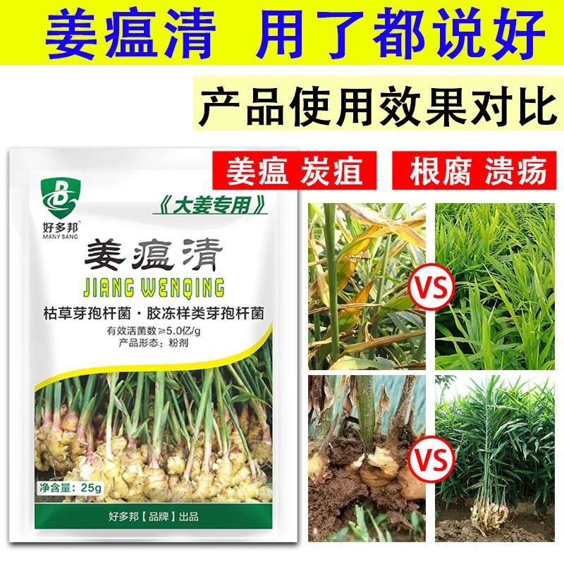 姜瘟净姜瘟专用姜瘟清生姜大姜干尖黄叶烂脖子茎基腐菌助