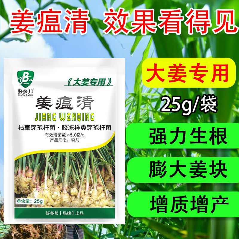 姜瘟净姜瘟专用姜瘟清生姜大姜干尖黄叶烂脖子茎基腐菌助