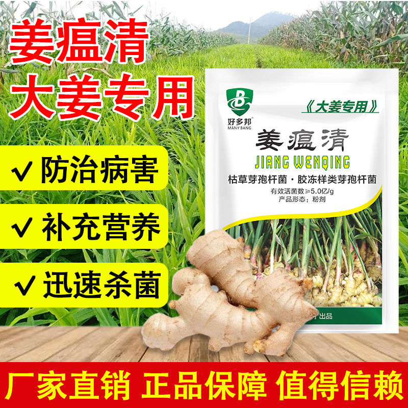 姜瘟净姜瘟专用姜瘟清生姜大姜干尖黄叶烂脖子茎基腐菌助