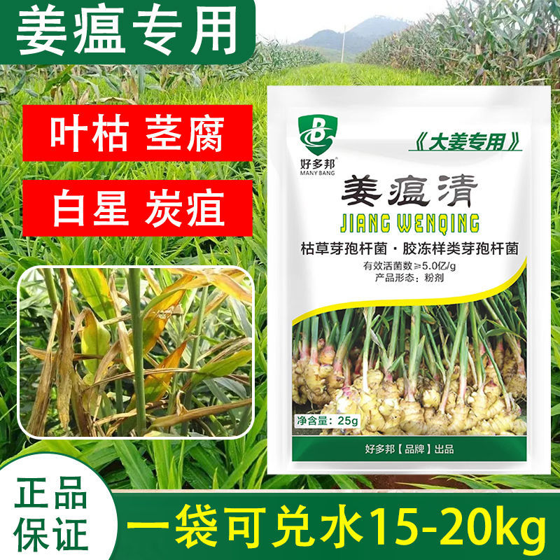 姜瘟净姜瘟专用姜瘟清生姜大姜干尖黄叶烂脖子茎基腐菌助