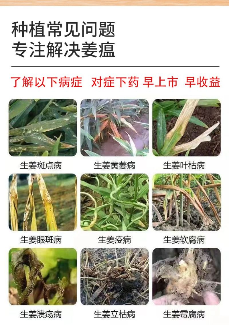 姜瘟净姜瘟专用姜瘟清生姜大姜干尖黄叶烂脖子茎基腐菌助