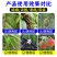 正品流胶一喷净果树花椒桃树流胶病专用真菌细菌溶解剂微生物