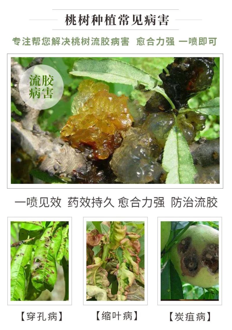 正品流胶一喷净果树花椒桃树流胶病专用真菌细菌溶解剂微生物