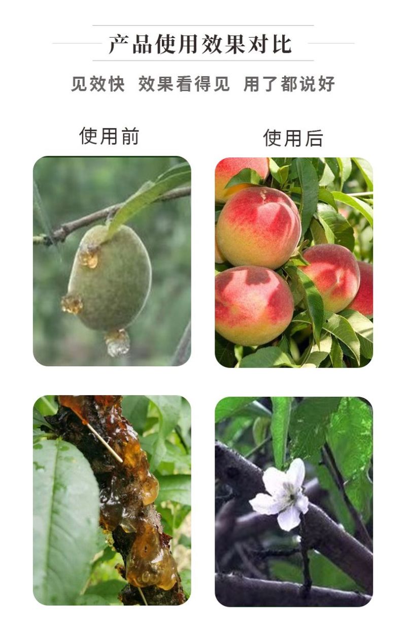 正品流胶一喷净果树花椒桃树流胶病专用真菌细菌溶解剂微生物