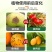杀菌剂病菌清根腐枯黄病菌清灰霉病白粉叶斑微生物菌剂真菌细