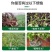 杀菌剂病菌清根腐枯黄病菌清灰霉病白粉叶斑微生物菌剂真菌细