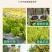杀菌剂病菌清根腐枯黄病菌清灰霉病白粉叶斑微生物菌剂真菌细